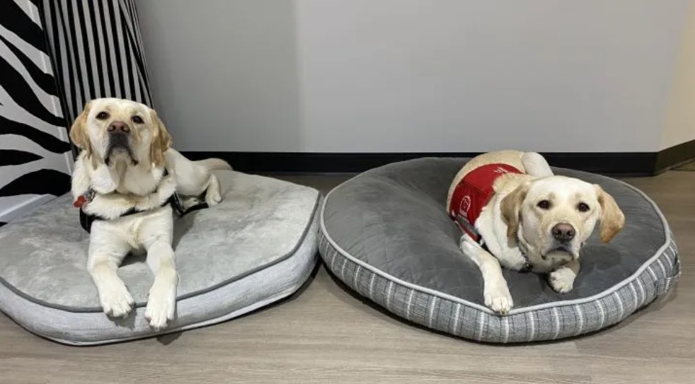 Facility dogs Zeppelin and Moose at the Zebra Centre.