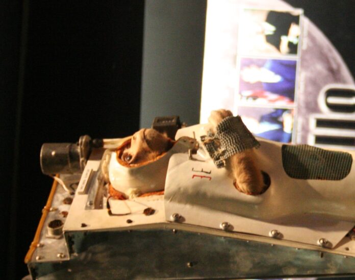 Able, who flew on the first two monkey space mission in May 1959